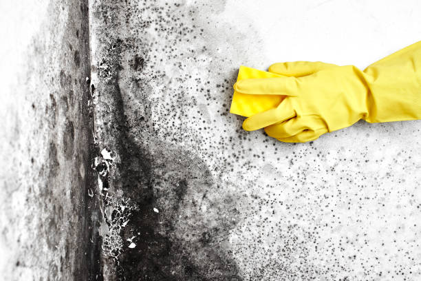 Water Damage Restoration in North East, MD