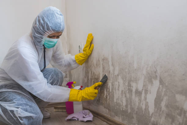 Best Mold Damage Repair  in North East, MD