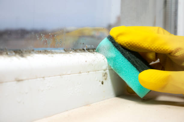 Best Residential Mold Removal  in North East, MD