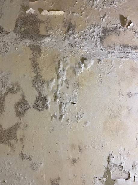 Best Black Mold Removal  in North East, MD